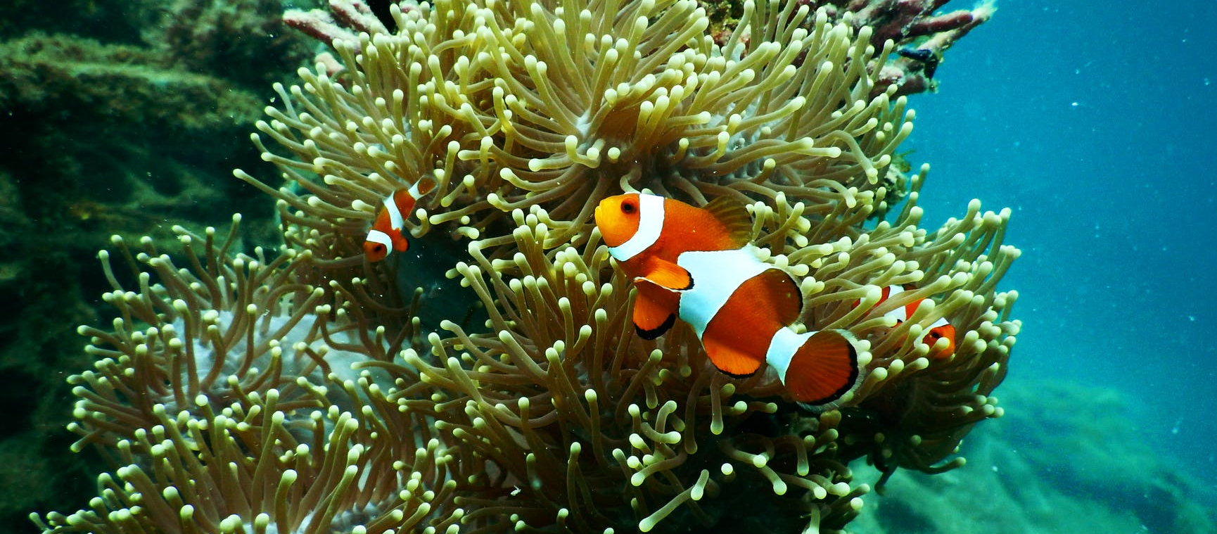 clownfish under water